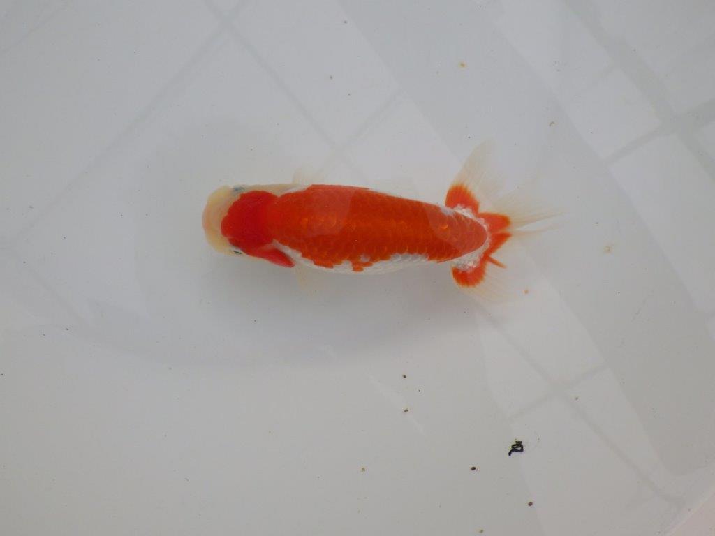 【浜松　津島　喜至　氏】色艶が良くご鑑賞お勧めのらんちゅう　　約14,5㎝  オス？