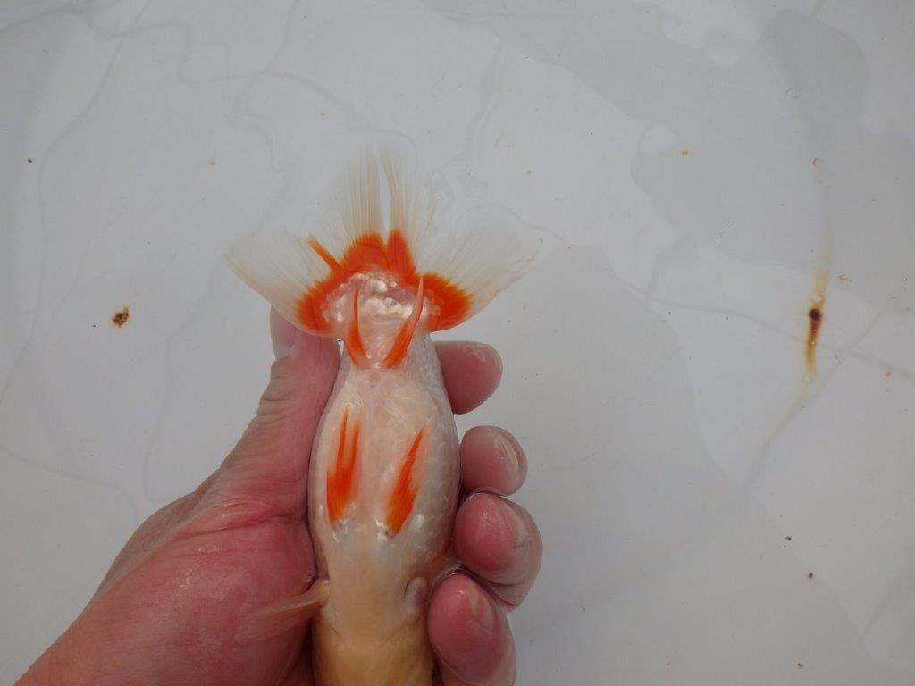 【浜松　津島　喜至　氏】色艶が良くご鑑賞お勧めのらんちゅう　　約14,5㎝  オス？