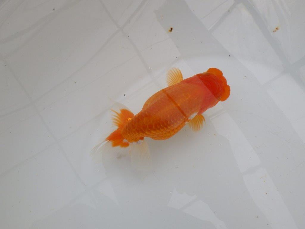 【浜松　津島　喜至　氏】種にもお勧めのらんちゅう　　約14㎝  メス？