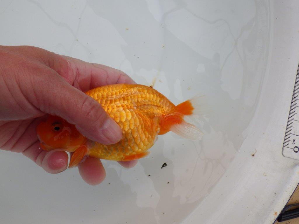 【浜松　津島　喜至　氏】種にもお勧めのらんちゅう　　約14㎝  メス？