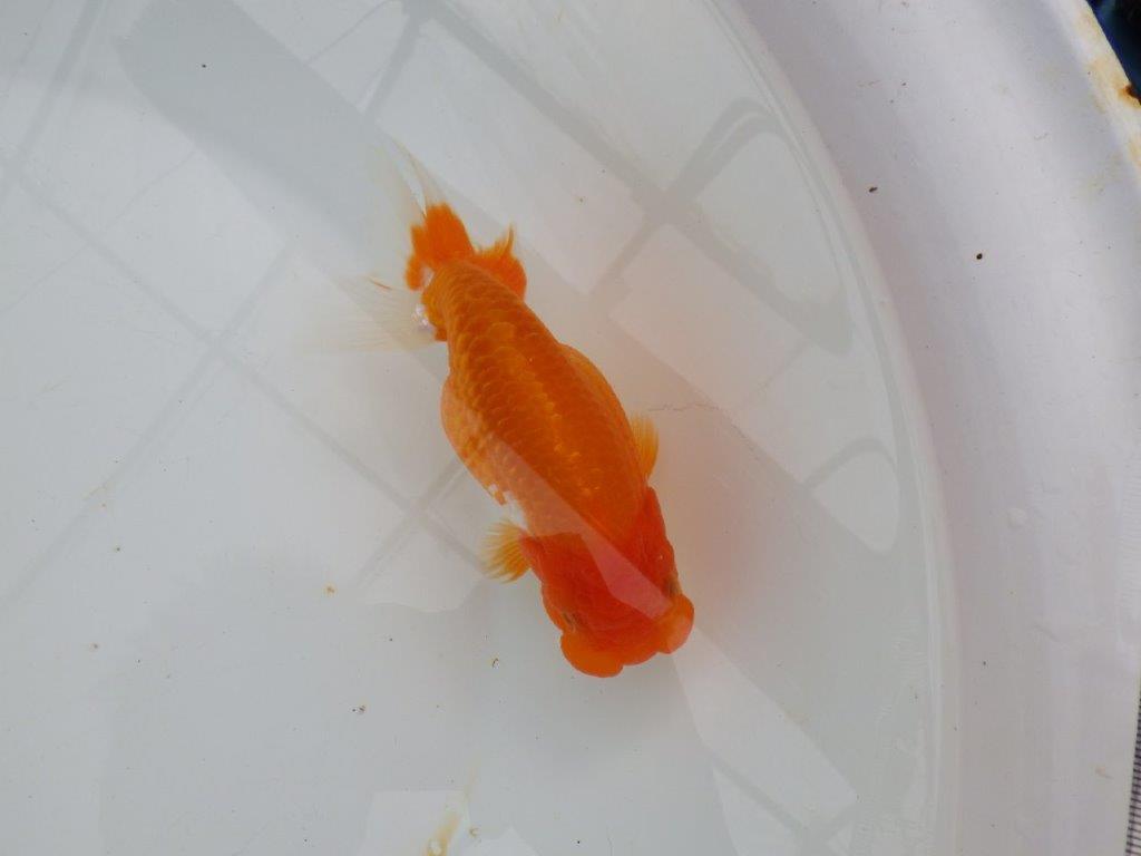 【浜松　津島　喜至　氏】種にもお勧めのらんちゅう　　約14㎝  メス？