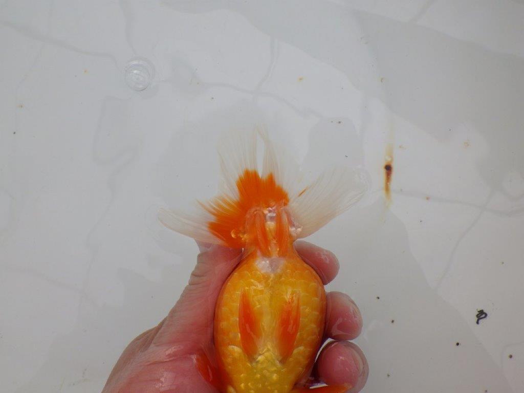 【浜松　津島　喜至　氏】種にもお勧めのらんちゅう　　約14㎝  メス？