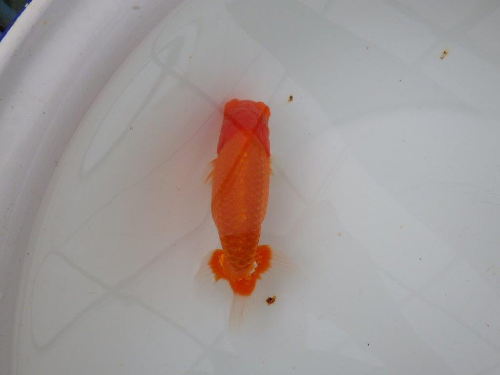 【浜松　津島　喜至　氏】裏皿が多く・種にもお勧めのらんちゅう　　約15,5㎝  オス？