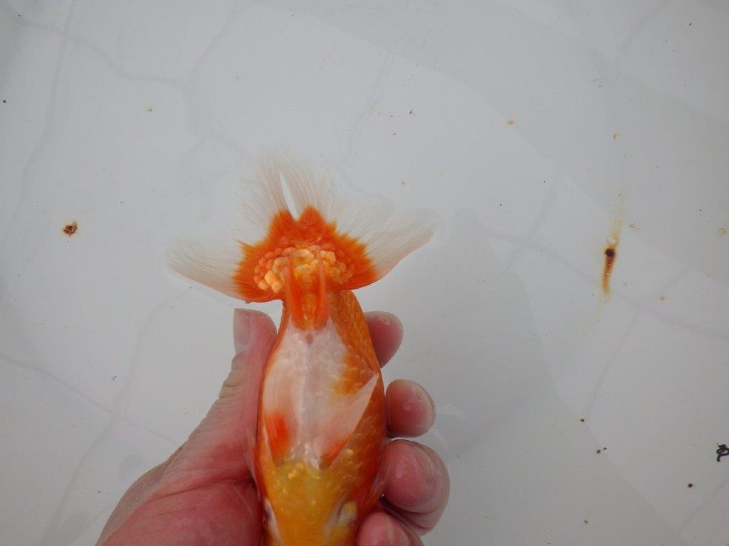 【浜松　津島　喜至　氏】裏皿が多く・種にもお勧めのらんちゅう　　約15,5㎝  オス？