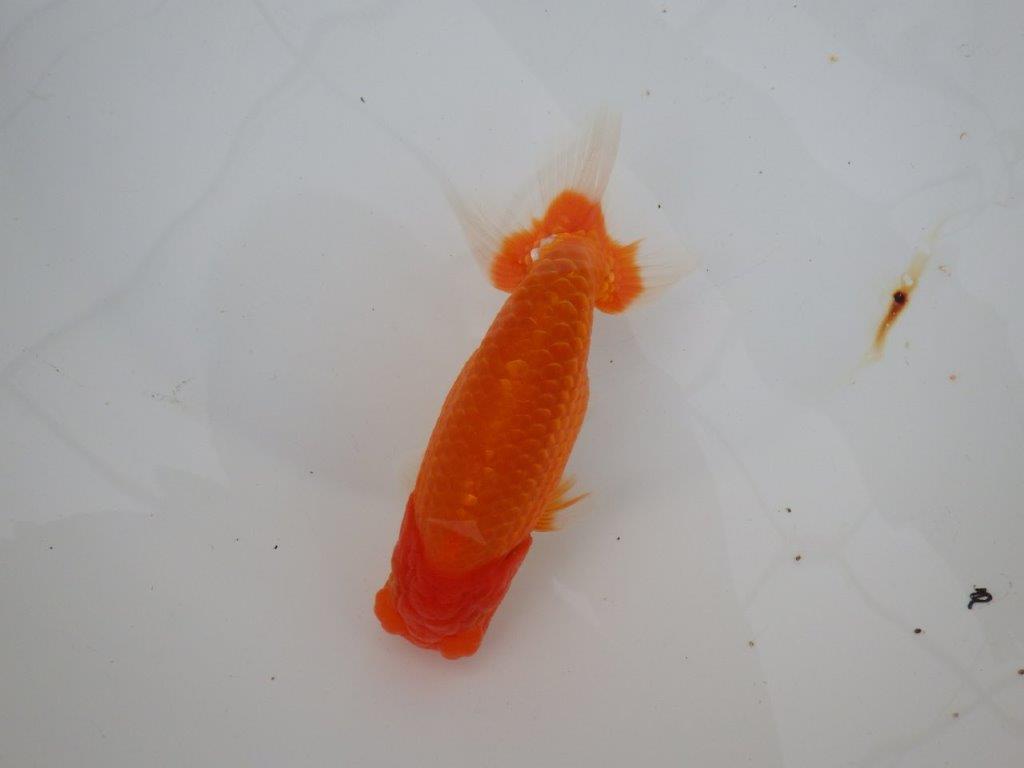 【浜松　津島　喜至　氏】裏皿が多く・種にもお勧めのらんちゅう　　約15,5㎝  オス？の上身