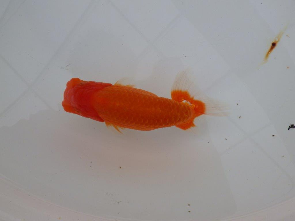 【浜松　津島　喜至　氏】裏皿が多く・種にもお勧めのらんちゅう　　約15,5㎝  オス？