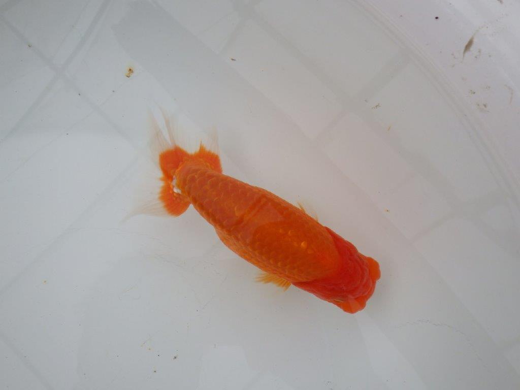 【浜松　津島　喜至　氏】裏皿が多く・種にもお勧めのらんちゅう　　約15,5㎝  オス？