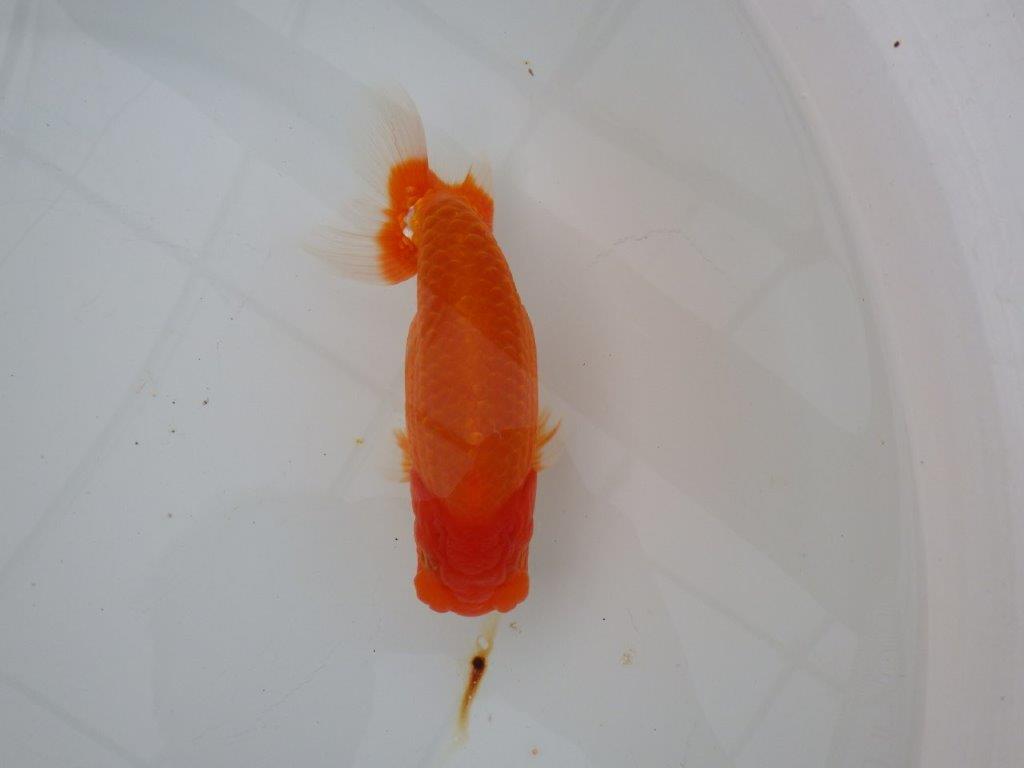 【浜松　津島　喜至　氏】裏皿が多く・種にもお勧めのらんちゅう　　約15,5㎝  オス？