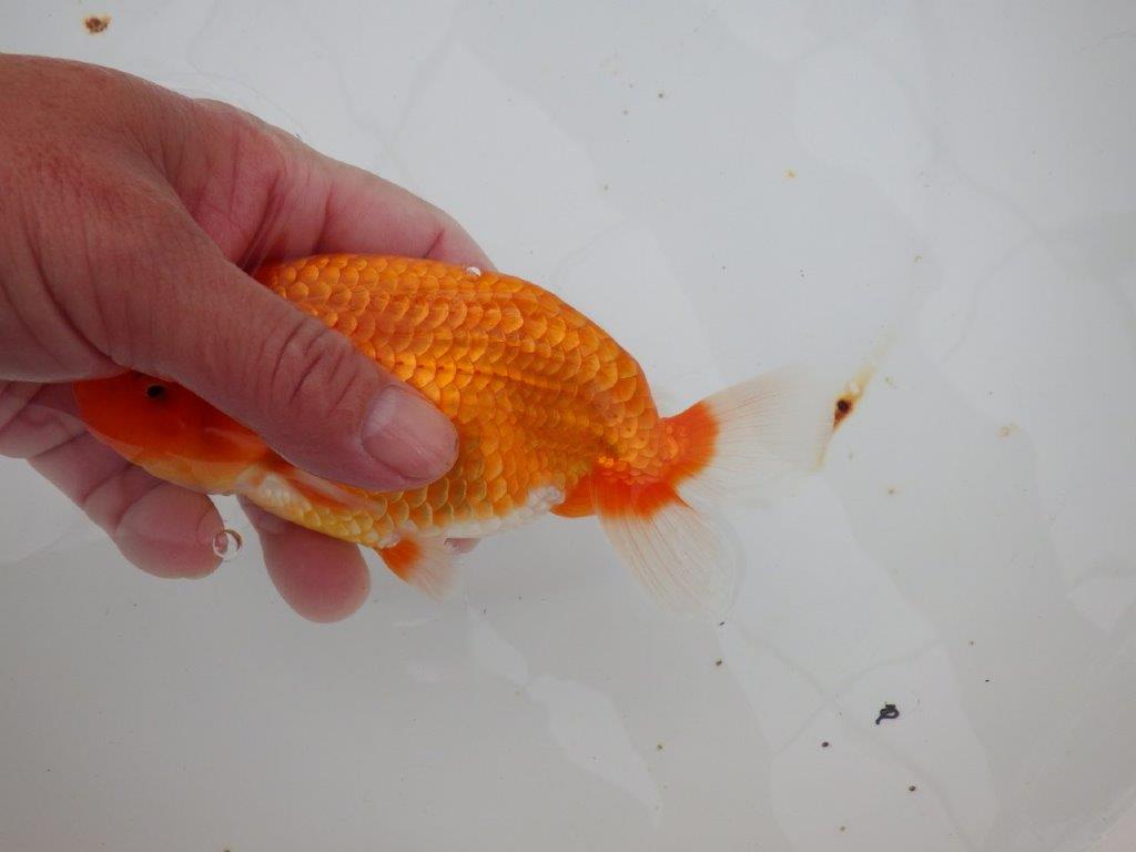 【浜松　津島　喜至　氏】裏皿が多く・種にもお勧めのらんちゅう　　約15,5㎝  オス？