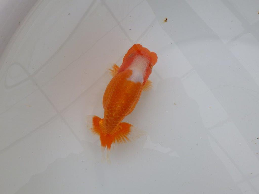 【浜松 津島 喜至 氏】フンタン&尾張りの良い更紗らんちゅう 約13,5㎝ メス?