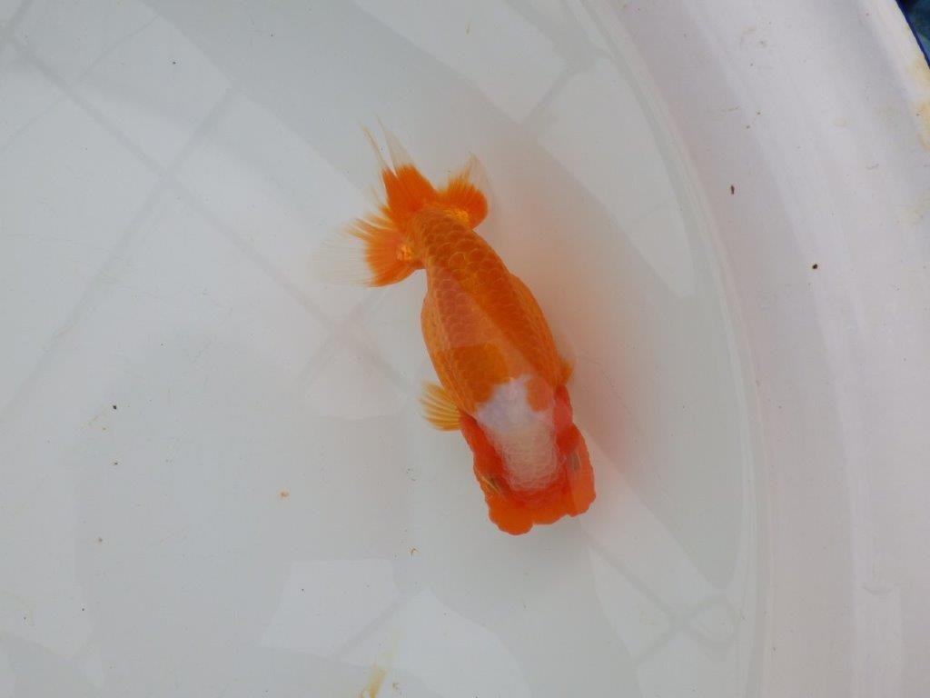 【浜松 津島 喜至 氏】フンタン&尾張りの良い更紗らんちゅう 約13,5㎝ メス?