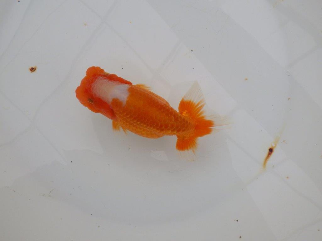 【浜松 津島 喜至 氏】フンタン&尾張りの良い更紗らんちゅう 約13,5㎝ メス?