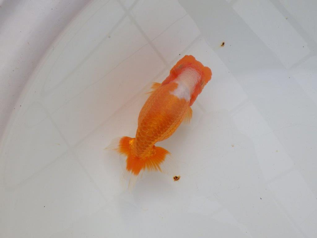 【浜松 津島 喜至 氏】フンタン&尾張りの良い更紗らんちゅう 約13,5㎝ メス?