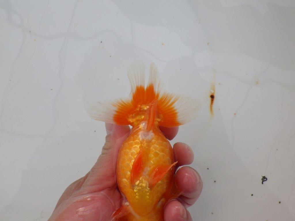 【浜松 津島 喜至 氏】フンタン&尾張りの良い更紗らんちゅう 約13,5㎝ メス?