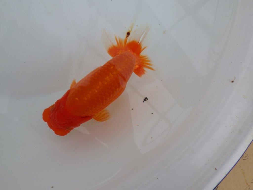 【浜松 津島 喜至 氏】非常に雰囲気の良いらんちゅう 約15,5㎝