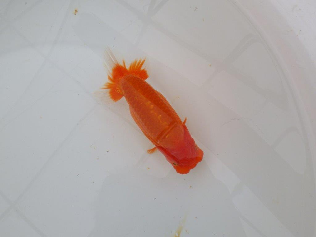 【浜松 津島 喜至 氏】非常に雰囲気の良いらんちゅう 約15,5㎝