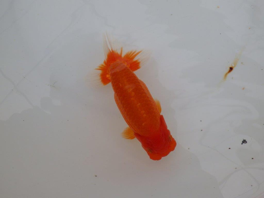 【浜松 津島 喜至 氏】非常に雰囲気の良いらんちゅう 約15,5㎝