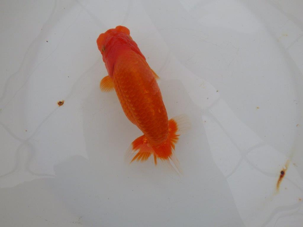 【浜松 津島 喜至 氏】非常に雰囲気の良いらんちゅう 約15,5㎝