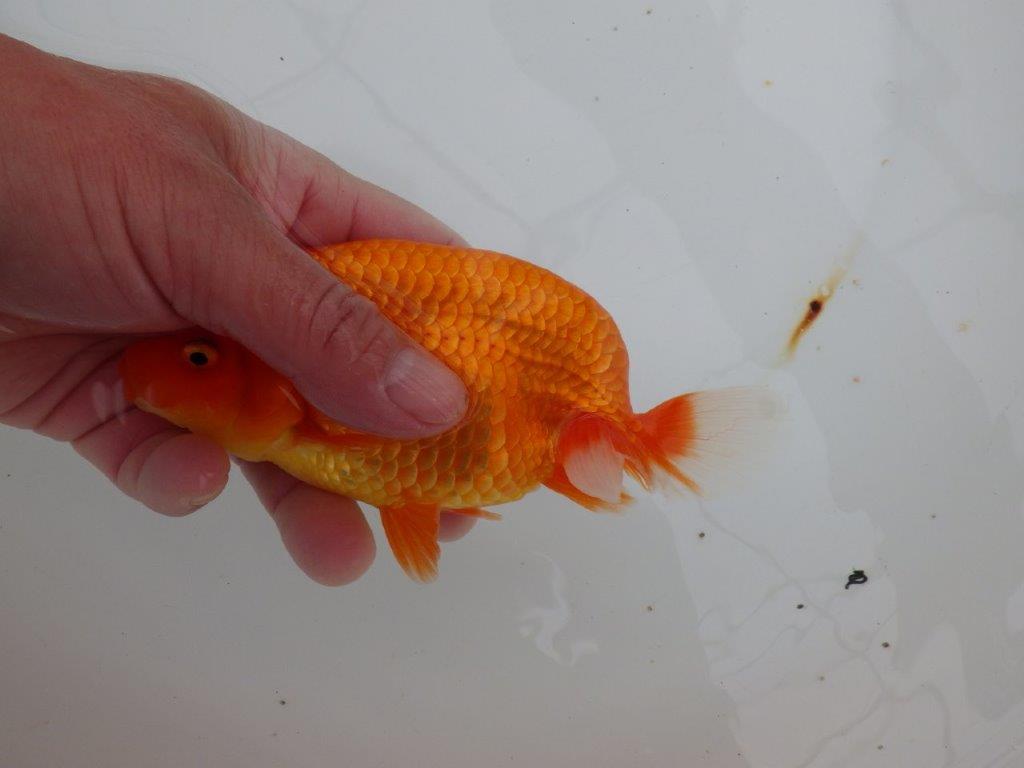 【浜松 津島 喜至 氏】非常に雰囲気の良いらんちゅう 約15,5㎝