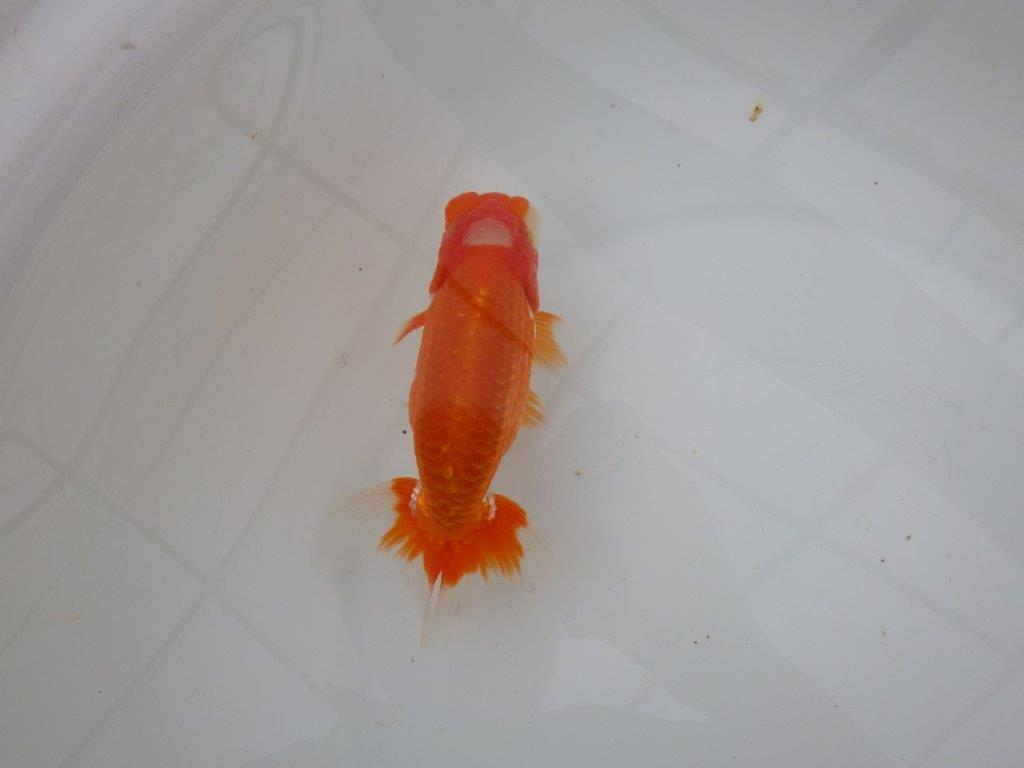 【浜松　津島　喜至　氏】頭、雰囲気が良くご鑑賞お勧めらんちゅう　　約15㎝ オス？