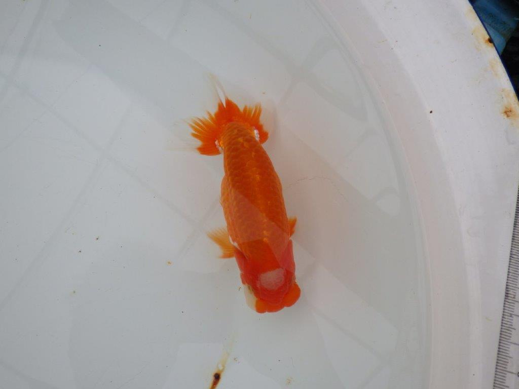 【浜松　津島　喜至　氏】頭、雰囲気が良くご鑑賞お勧めらんちゅう　　約15㎝ オス？