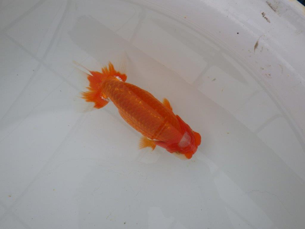 【浜松　津島　喜至　氏】頭、雰囲気が良くご鑑賞お勧めらんちゅう　　約15㎝ オス？