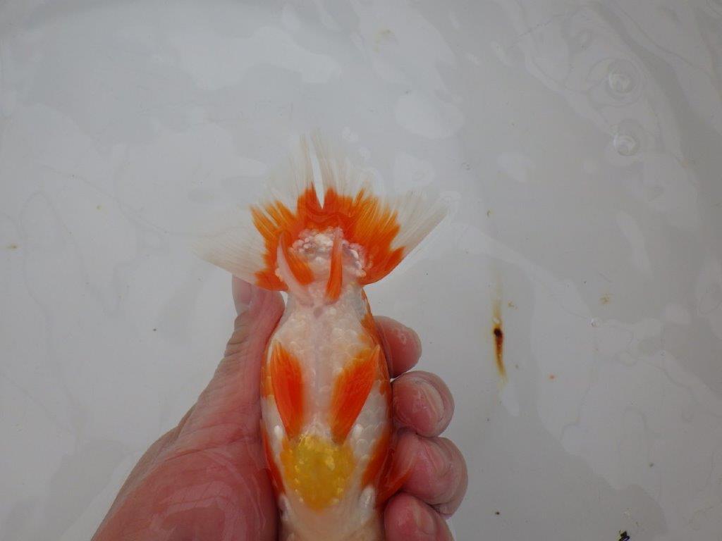 【浜松　津島　喜至　氏】頭、雰囲気が良くご鑑賞お勧めらんちゅう　　約15㎝ オス？