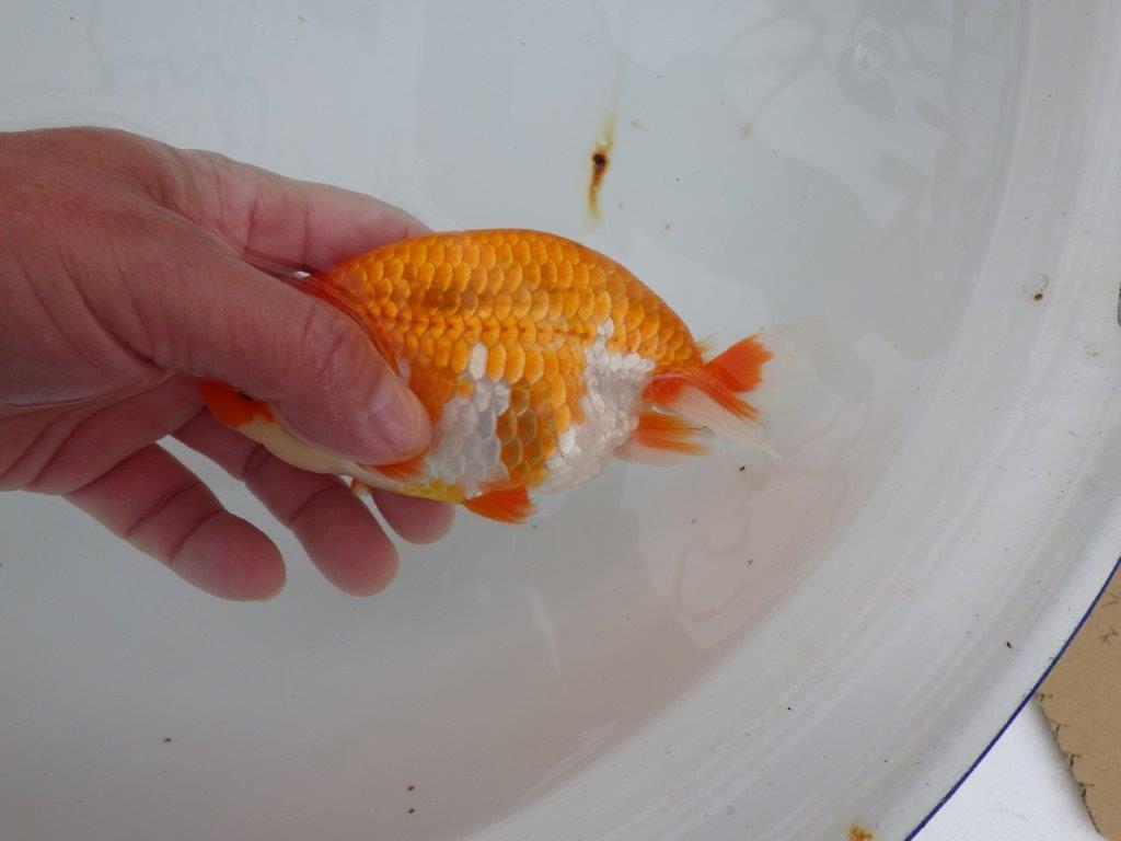 【浜松　津島　喜至　氏】頭、雰囲気が良くご鑑賞お勧めらんちゅう　　約15㎝ オス？