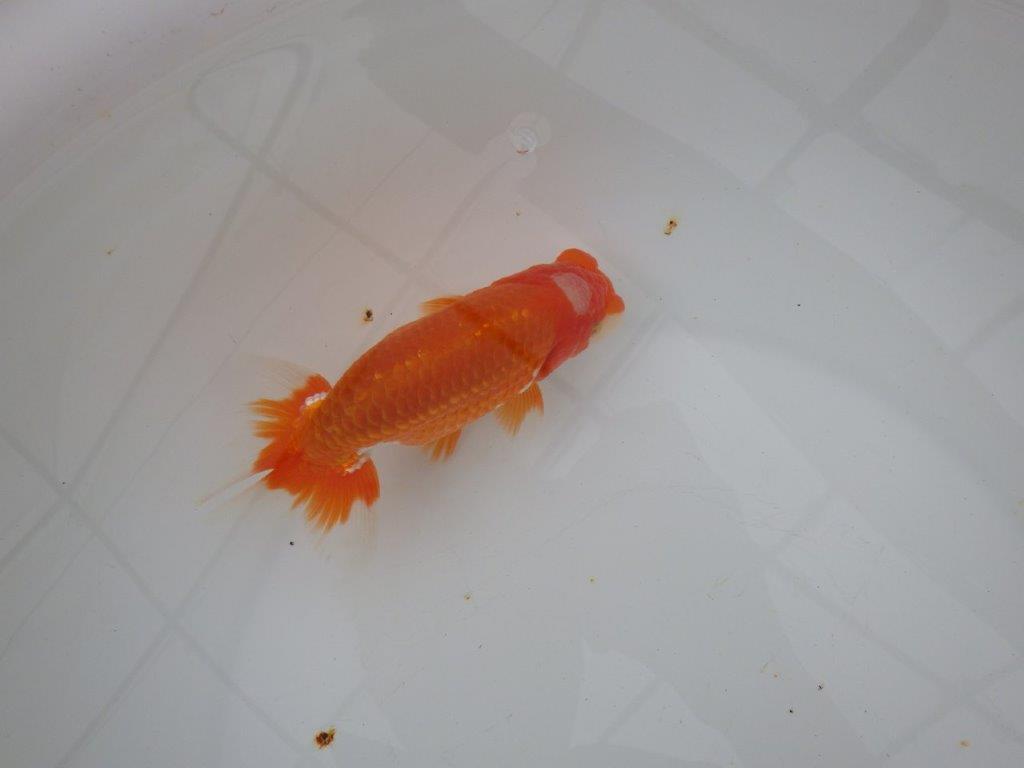 【浜松　津島　喜至　氏】頭、雰囲気が良くご鑑賞お勧めらんちゅう　　約15㎝ オス？