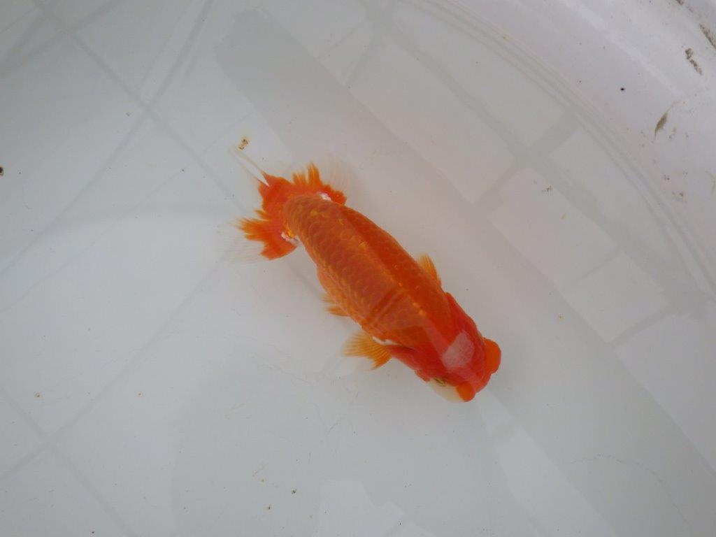 【浜松　津島　喜至　氏】頭、雰囲気が良くご鑑賞お勧めらんちゅう　　約15㎝ オス？