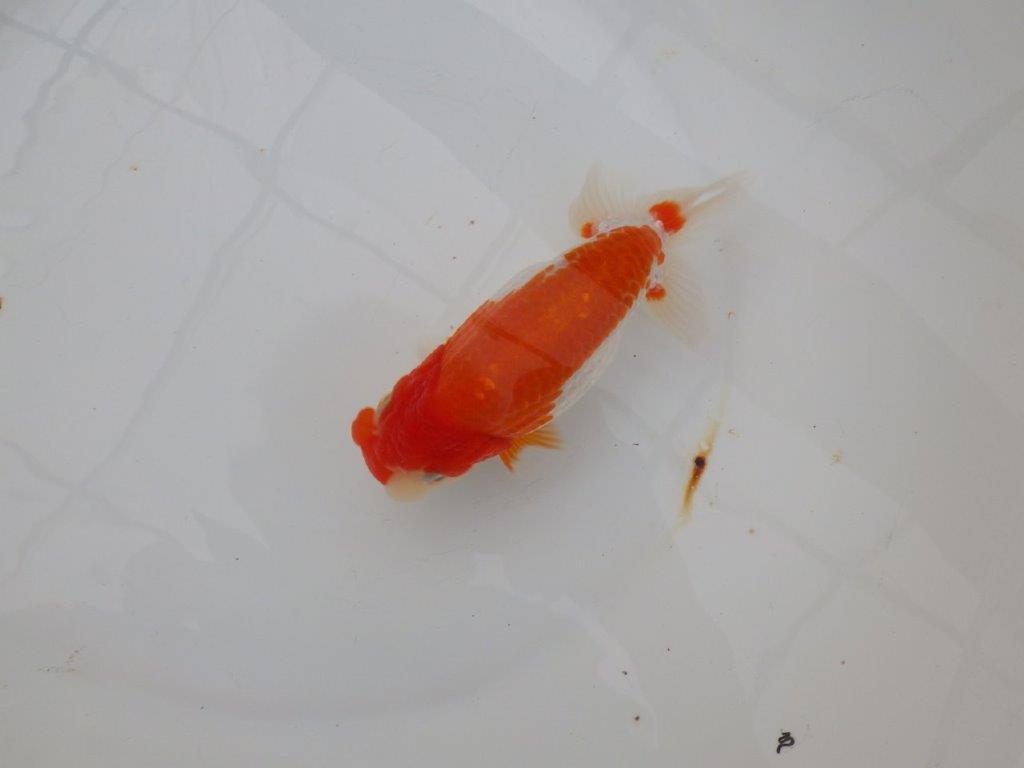 【浜松　津島　喜至　氏】色艶が良く背も綺麗で映えるらんちゅう　　約15,5㎝ オス？