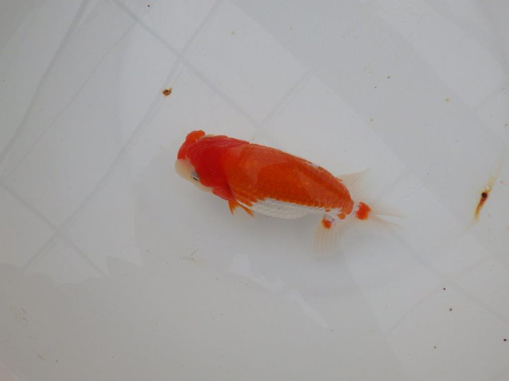 【浜松　津島　喜至　氏】色艶が良く背も綺麗で映えるらんちゅう　　約15,5㎝ オス？