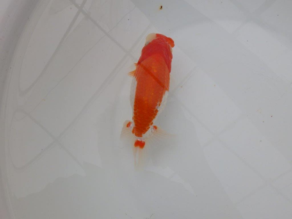 【浜松　津島　喜至　氏】色艶が良く背も綺麗で映えるらんちゅう　　約15,5㎝ オス？