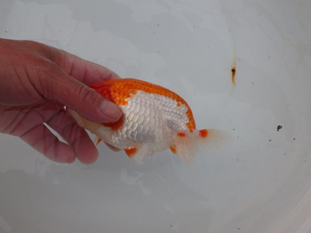 【浜松　津島　喜至　氏】色艶が良く背も綺麗で映えるらんちゅう　　約15,5㎝ オス？