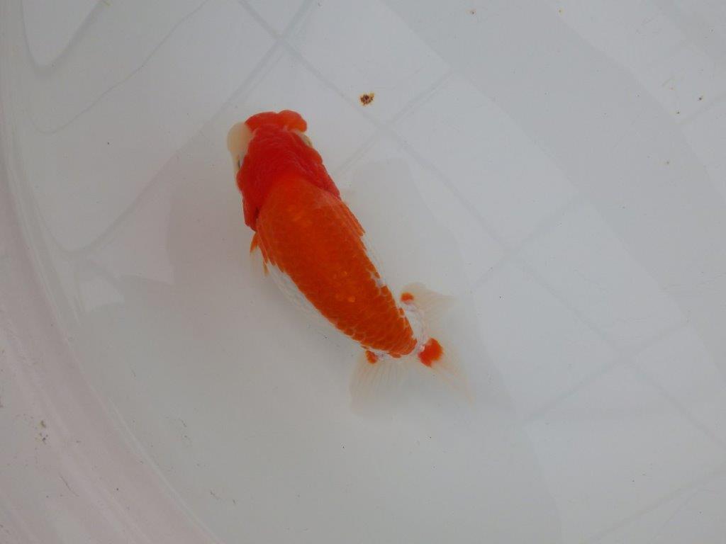 【浜松　津島　喜至　氏】色艶が良く背も綺麗で映えるらんちゅう　　約15,5㎝ オス？