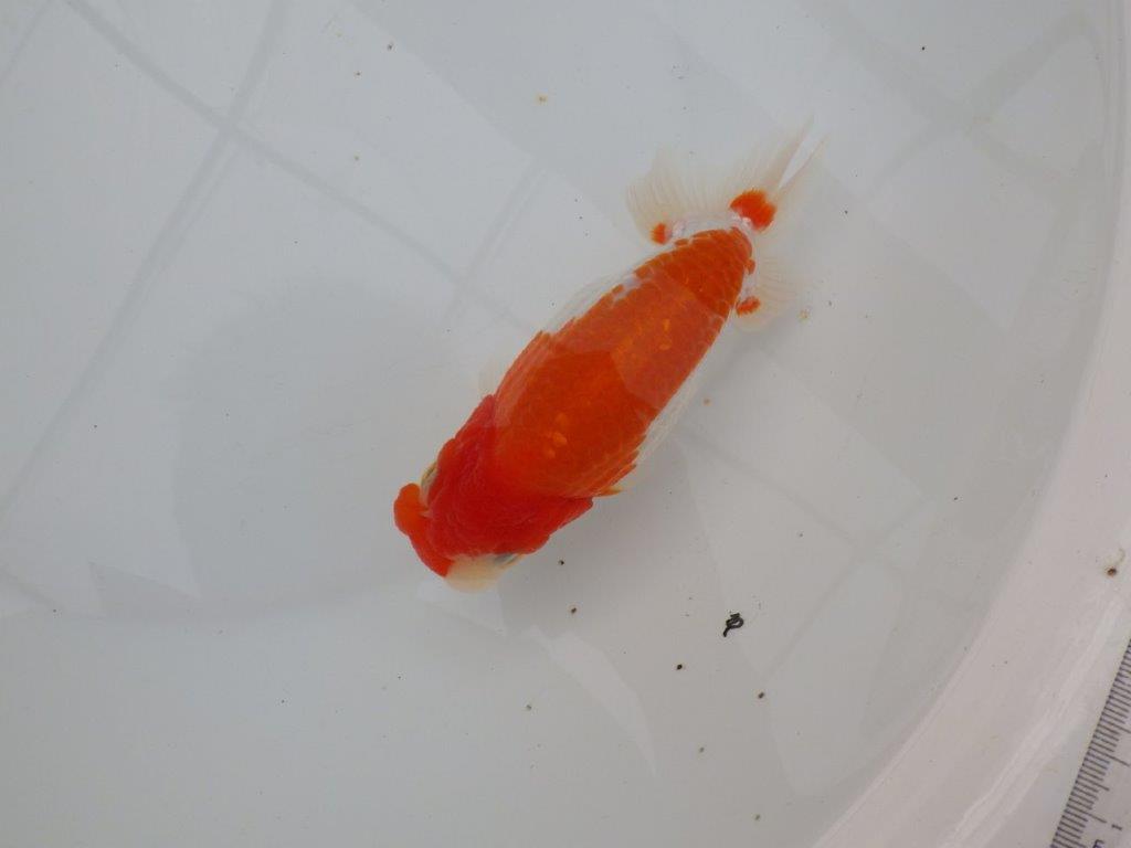 【浜松　津島　喜至　氏】色艶が良く背も綺麗で映えるらんちゅう　　約15,5㎝ オス？の上身