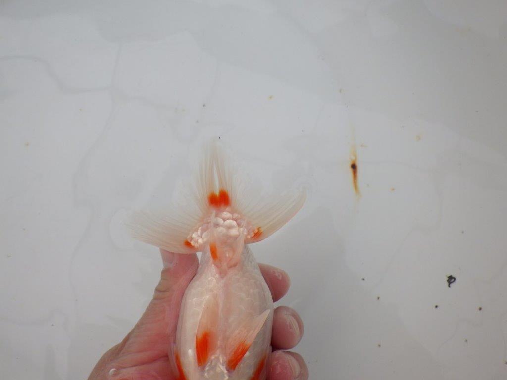 【浜松　津島　喜至　氏】色艶が良く背も綺麗で映えるらんちゅう　　約15,5㎝ オス？