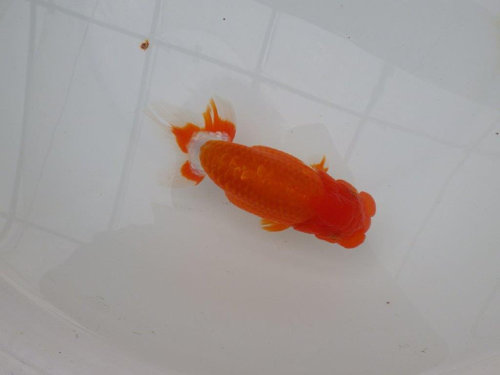 【浜松　津島　喜至　氏】バランスが良くまとまりのあるらんちゅう　　約14,5㎝ オス？