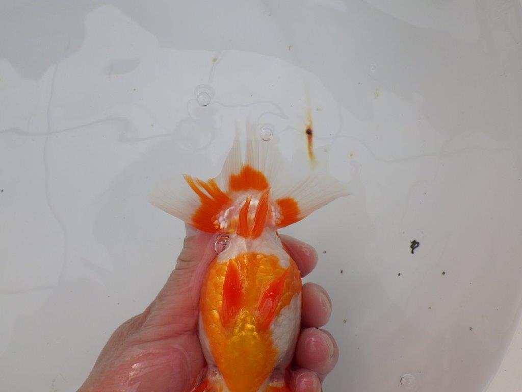 【浜松　津島　喜至　氏】バランスが良くまとまりのあるらんちゅう　　約14,5㎝ オス？