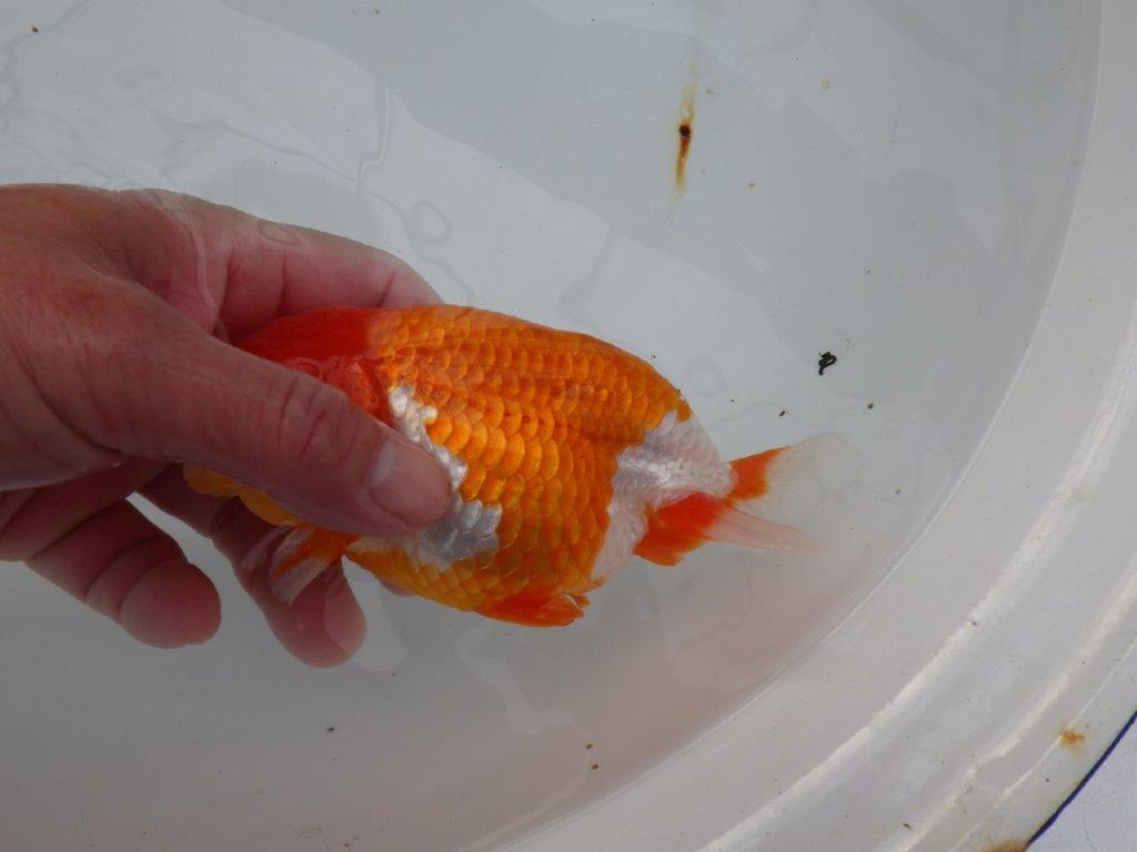 【浜松　津島　喜至　氏】バランスが良くまとまりのあるらんちゅう　　約14,5㎝ オス？