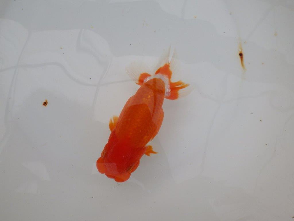 【浜松　津島　喜至　氏】バランスが良くまとまりのあるらんちゅう　　約14,5㎝ オス？の上身