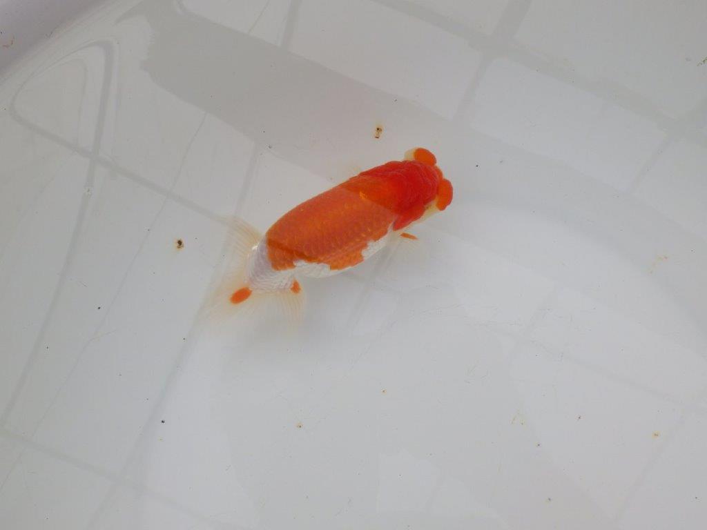 【浜松　津島　喜至　氏】来春の二歳会に向けて飼い込みお勧めらんちゅう　　約13㎝ オス？