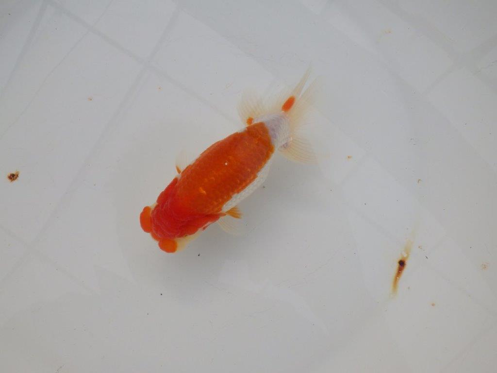 【浜松　津島　喜至　氏】来春の二歳会に向けて飼い込みお勧めらんちゅう　　約13㎝ オス？