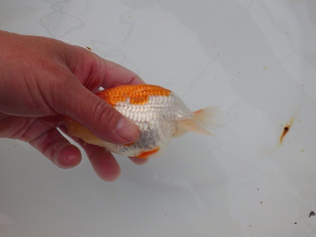 【浜松　津島　喜至　氏】来春の二歳会に向けて飼い込みお勧めらんちゅう　　約13㎝ オス？