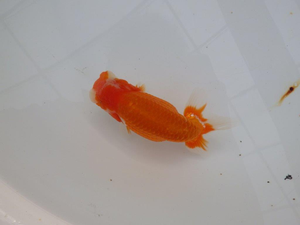 【浜松　津島　喜至　氏】目指せ品評大会！！お勧めらんちゅう　　約14,5㎝