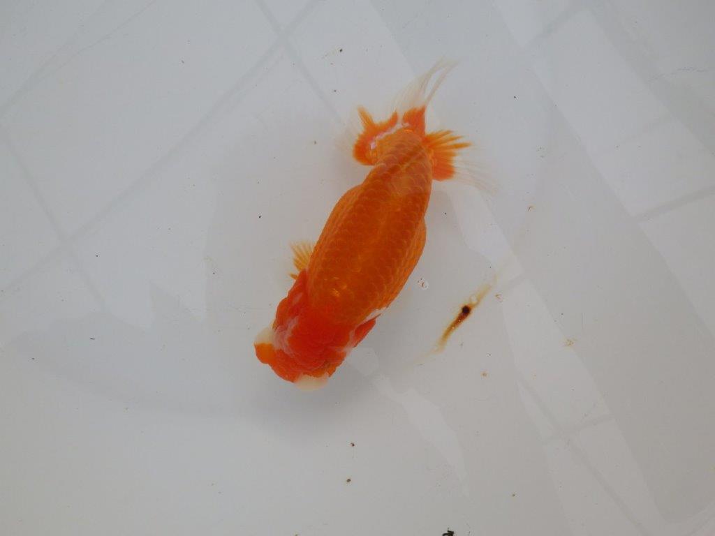 【浜松　津島　喜至　氏】目指せ品評大会！！お勧めらんちゅう　　約14,5㎝