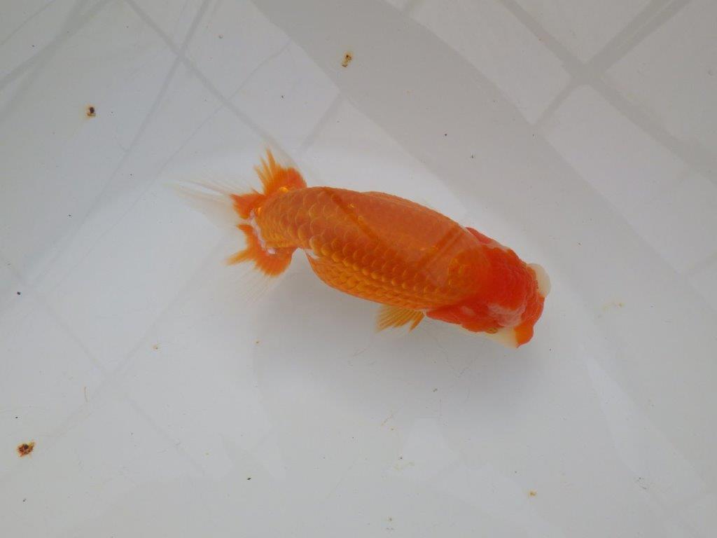 【浜松　津島　喜至　氏】目指せ品評大会！！お勧めらんちゅう　　約14,5㎝