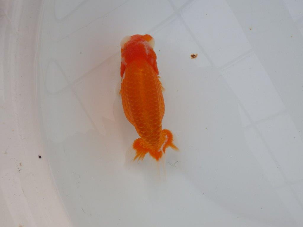 【浜松　津島　喜至　氏】目指せ品評大会！！お勧めらんちゅう　　約14,5㎝