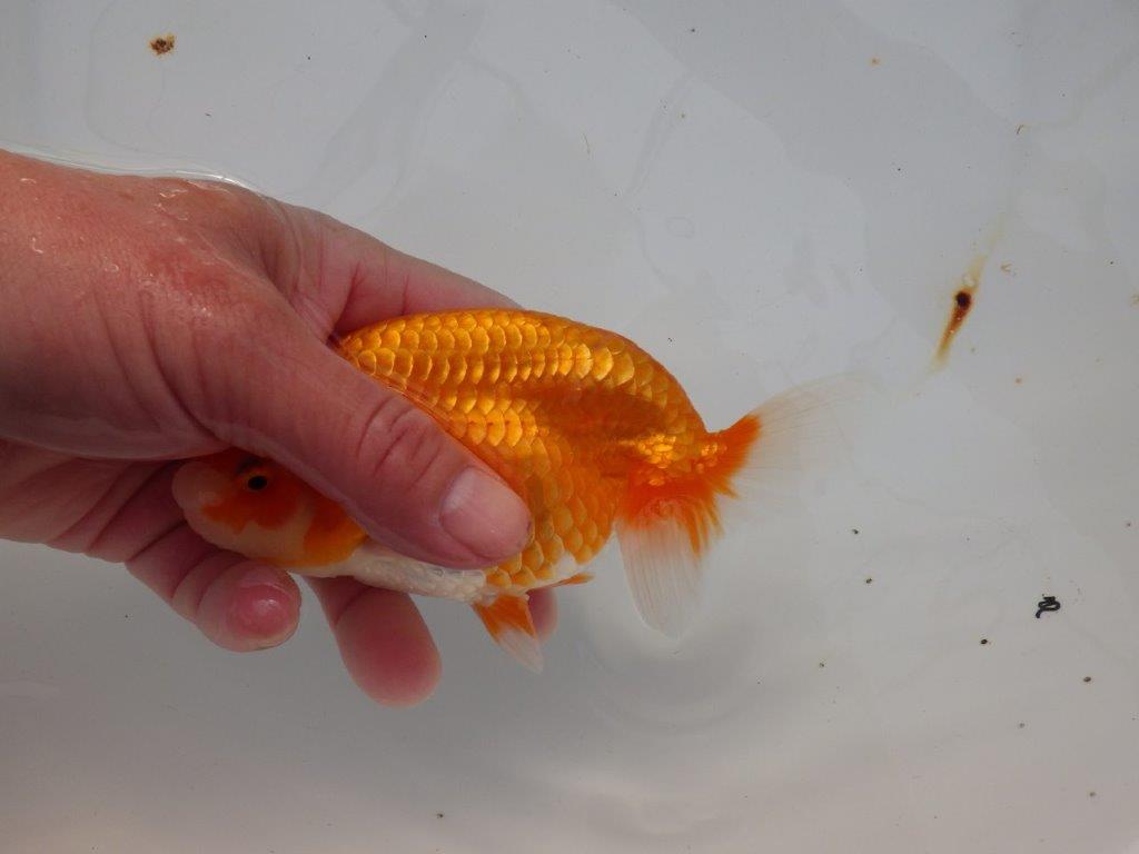 【浜松　津島　喜至　氏】目指せ品評大会！！お勧めらんちゅう　　約14,5㎝