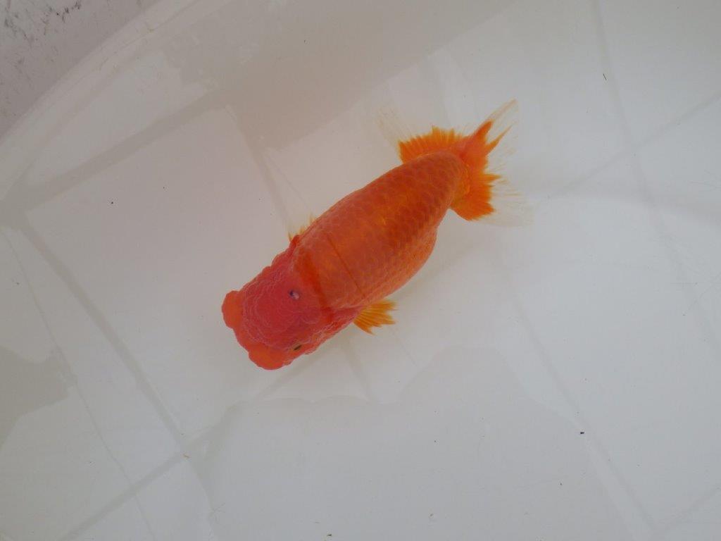 【浜松　松田　力三　氏】水槽でのご鑑賞お勧めらんちゅう　　約12,5㎝ メス？